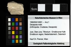 Foto (Objekt + Etiketten) von Decapoda indet. 